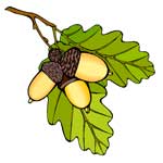 So�ar con: Bellotas