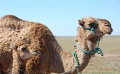 Soar con: Dromedario