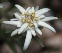 Soar con: Edelweiss