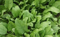 So�ar con: Espinaca