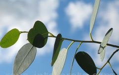 So�ar con: Eucalipto
