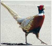 So�ar con: Fais�n