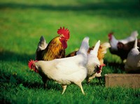 So�ar con: Gallinero