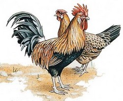 Soar con: Gallo