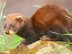 So�ar con: Gardu�a