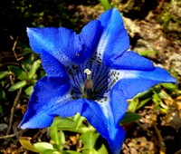 So�ar con: Genciana