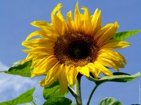 So�ar con: Girasol