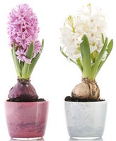 So�ar con: Jacinto