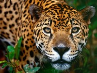 Soar con: Jaguar