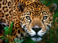 So�ar con: Jaguar