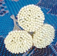 So�ar con: Jazm�n