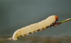 Soar con: Larvas