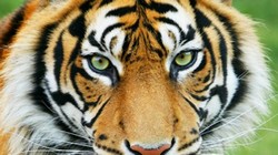Soar con: Leopardo
