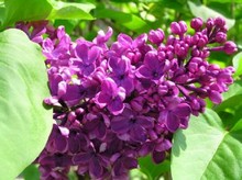 Soar con: Lilas