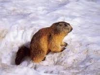 So�ar con: Marmota