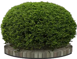 So�ar con:Matorral