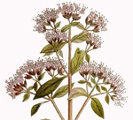 So�ar con: Mejorana