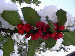 So�ar con: Mu�rdago