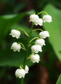 So�ar con: Muguete