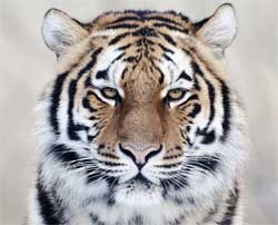 Soar con: Tigre